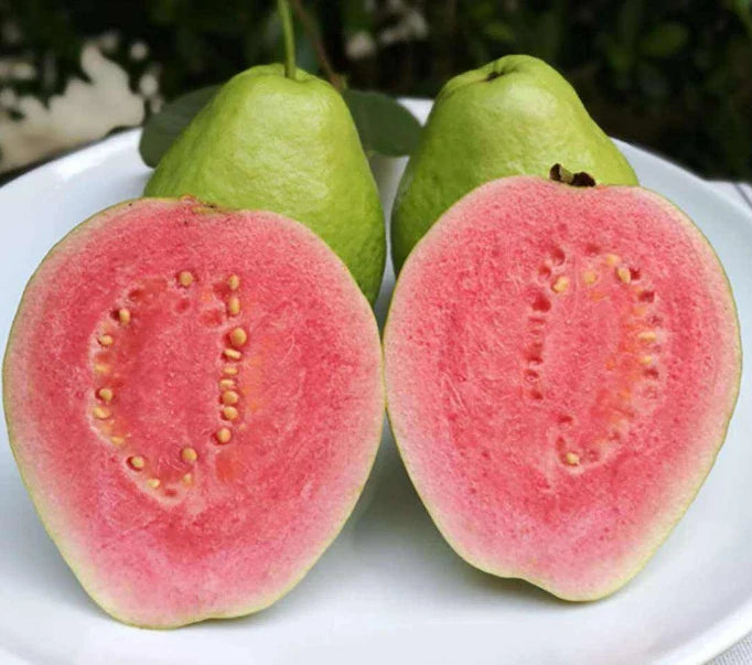Lemon Guava Fruit Tree Seeds - 20 Pcs - Psidium Guajava - Tropical Fruit Seeds for Planting