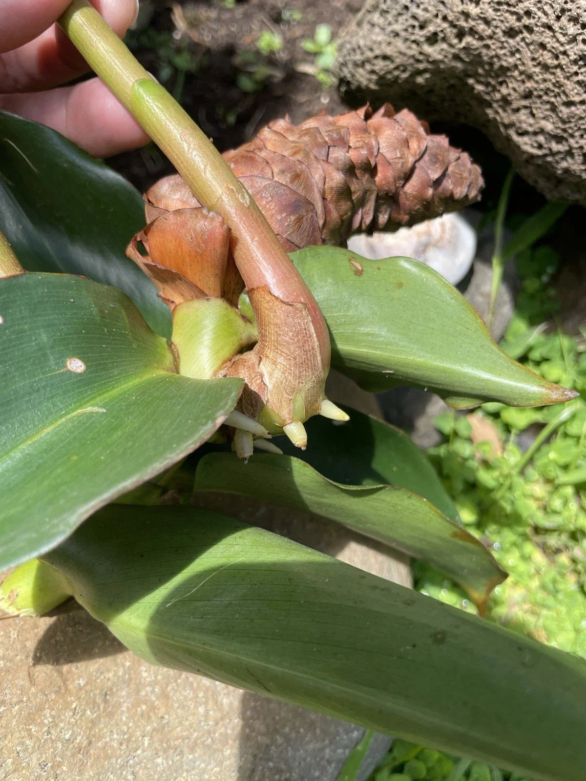 Costus Woodsonii Cuttings - 6 Organic Red Indian Head Ginger - Hawaii Grown