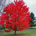 Sourwood Tree Seedlings - Hardy, Native, Oxydendrum arboreum