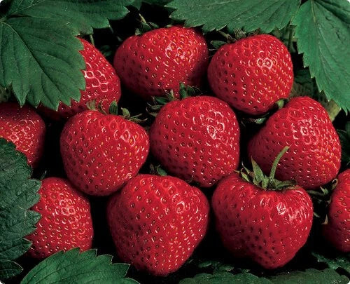 Hardy Strawberry Plants (6) - June Bearers - Large Delicious Berries - Fragaria × ananassa - Bare Root, Zone 4 Ready