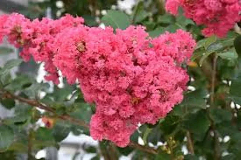 Dark Pink Cape Myrtle Seeds - 20 Perennial Flower Seeds - Lagerstroemia indica - US Seller