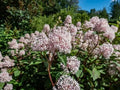 New Jersey Tea Seeds - 50 Pack - Blooming Shrub - Ceanothus americanus