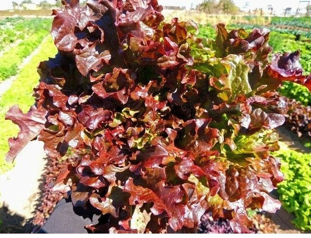 Red Salad Bowl Loose Leaf Lettuce Seeds - Heirloom, Fresh, Beautiful - 600 to 8,000 Seeds, Ideal for Home Gardens