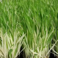 Cat Grass Seeds, 30 Seeds, Variegated Hordeum Vulgare Variegata, Organic Cat Grass for Cats