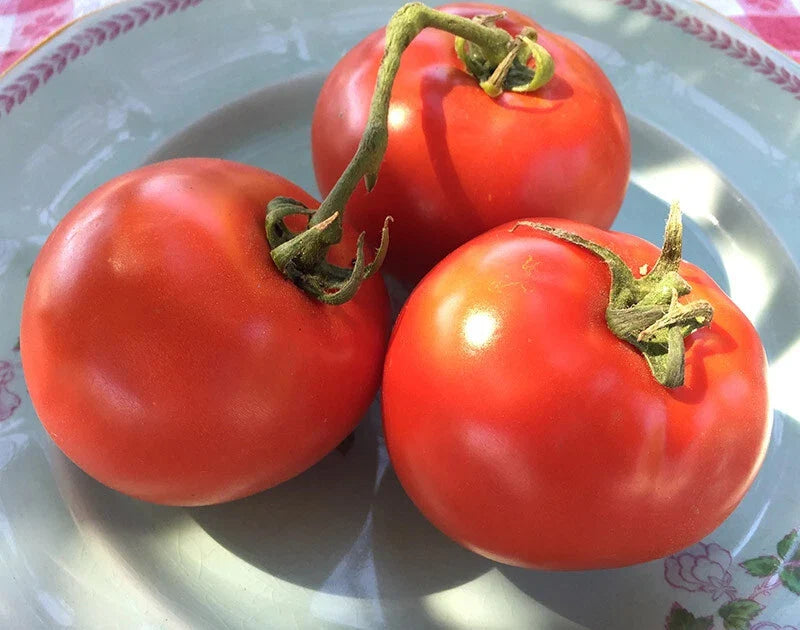 Homestead Tomato Seeds - 6400 Heirloom Seeds for Slicing - Heavy Producer, Survival Variety (Solanum lycopersicum)