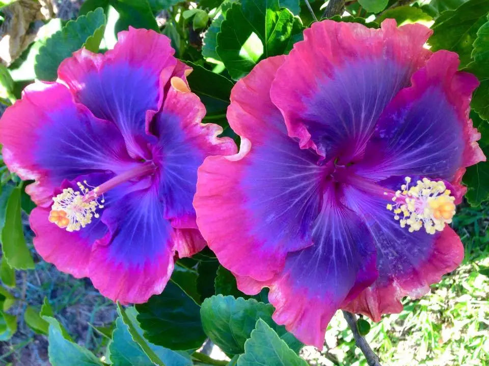 Hibiscus Seeds - 20 Pack - Pink Purple Blue Perennial Flowers - Hibiscus rosa-sinensis - US Seller
