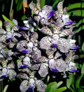 Fragrant Vanda Orchid Plant 4" Papilionanda Kyra Green × Paksorn Fragrance - Hawaiian Blooms