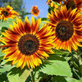 RattleFree Sunflower Seeds for Planting | 50 Heirloom Red Sun Non-GMO Seeds | Helianthus annuus