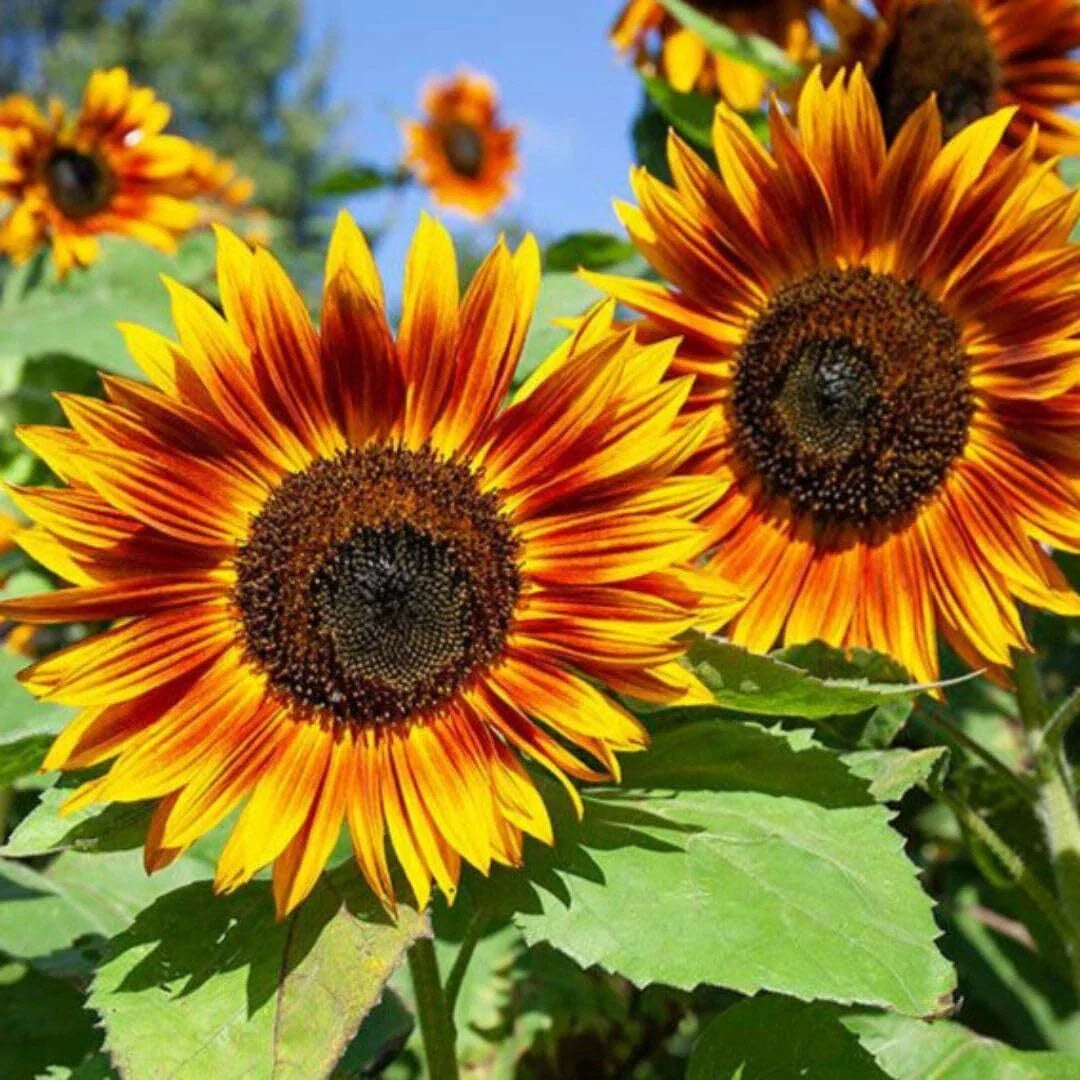 RattleFree Sunflower Seeds for Planting | 50 Heirloom Red Sun Non-GMO Seeds | Helianthus annuus