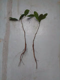 Rooted Live Oak Tree 6"-12" Evergreen Quercus Virginiana TX Florida Plants