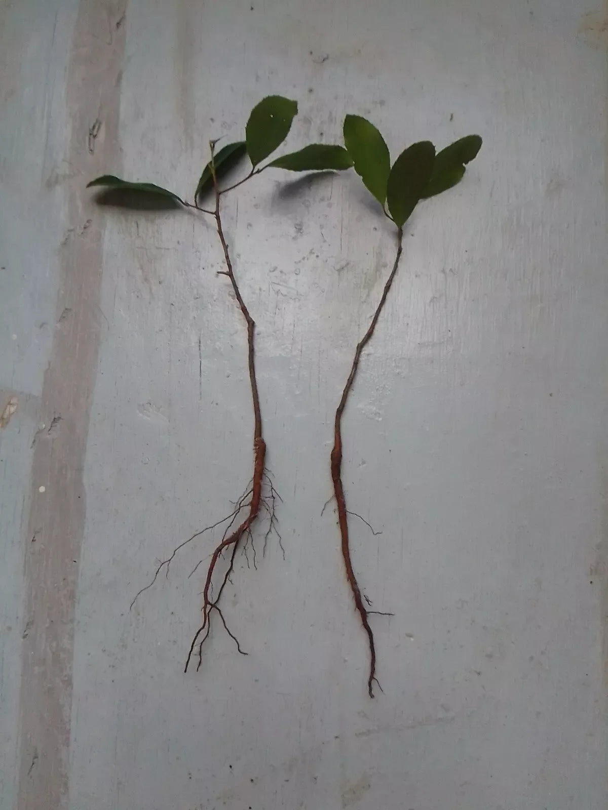 Rooted Live Oak Tree 6"-12" Evergreen Quercus Virginiana TX Florida Plants