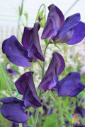 Lord Nelson Sweet Pea Seeds - 50+ Pack - Heirloom Garden Seeds - Lathyrus odoratus - USA Cultivated, Free Shipping