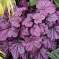 Heuchera Forever Purple Coral Bells 4" Pot - Vibrant Purple Foliage, Silver Overtones, Heuchera sanguinea
