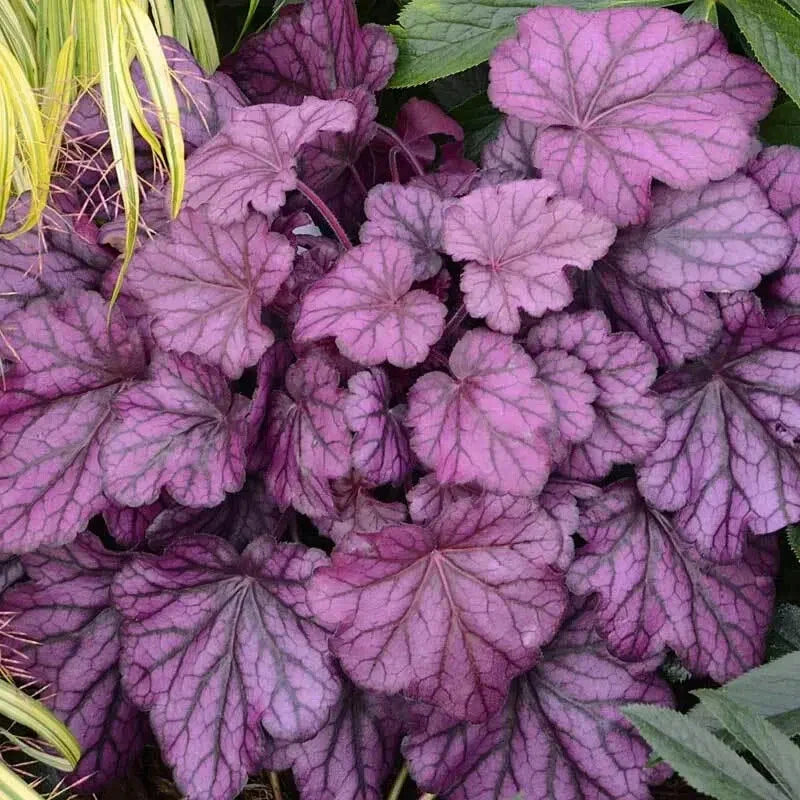 Heuchera Forever Purple Coral Bells 4" Pot - Vibrant Purple Foliage, Silver Overtones, Heuchera sanguinea