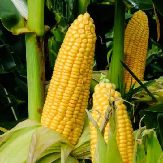 Honey Select Triple Sweet Corn Seeds - 30+ Count - AAS Winner - Zea mays - Ideal for 2025 Planting