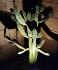 Consolea Rubescens Road Kill Cactus Cutting - Live Pad Segment - Unique Succulent Plant for Home Decor