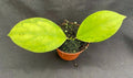 Rare Hoya juannguoana IML 1604 Rooted Plant in 2.5" Pot