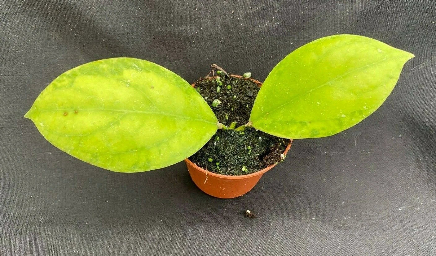Rare Hoya juannguoana IML 1604 Rooted Plant in 2.5" Pot