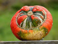 Turks Turban Squash Seeds - Organic 10 Pack - Cucurbita maxima - USA Grown, Free Shipping