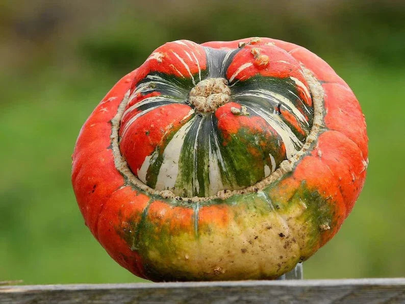 Turks Turban Squash Seeds - Organic 10 Pack - Cucurbita maxima - USA Grown, Free Shipping