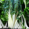 Large White Ribbed Swiss Chard Seeds | Fordhook Lucullus Variety | Non-GMO, Heirloom, Fast Shipping