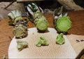 Japanese Wasabi Root - 5 Seeds for Planting - Wasabia japonica - Organic, Heirloom, Culinary Herb