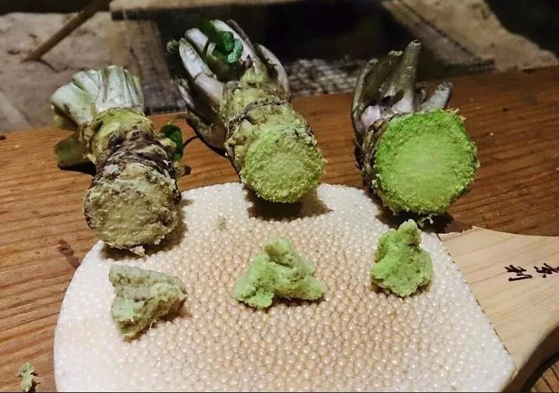 Japanese Wasabi Root - 5 Seeds for Planting - Wasabia japonica - Organic, Heirloom, Culinary Herb