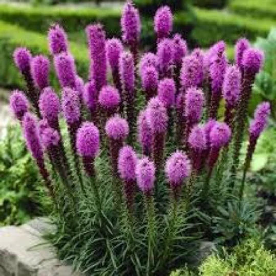 Gayfeather Seeds 50 Count Liatris Plant Blazing Star Perennial Organic Liatris spicata