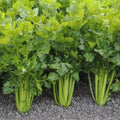 Tall Utah Celery Seeds 100 Count - Apium graveolens - Heirloom Vegetable Garden Seeds for Planting