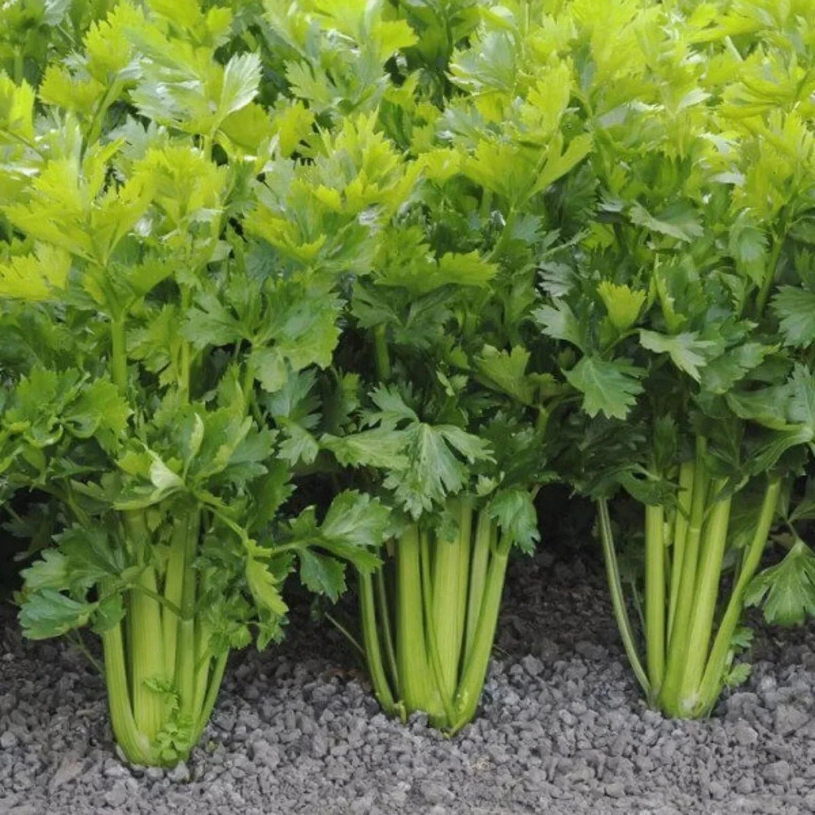 Tall Utah Celery Seeds 100 Count - Apium graveolens - Heirloom Vegetable Garden Seeds for Planting