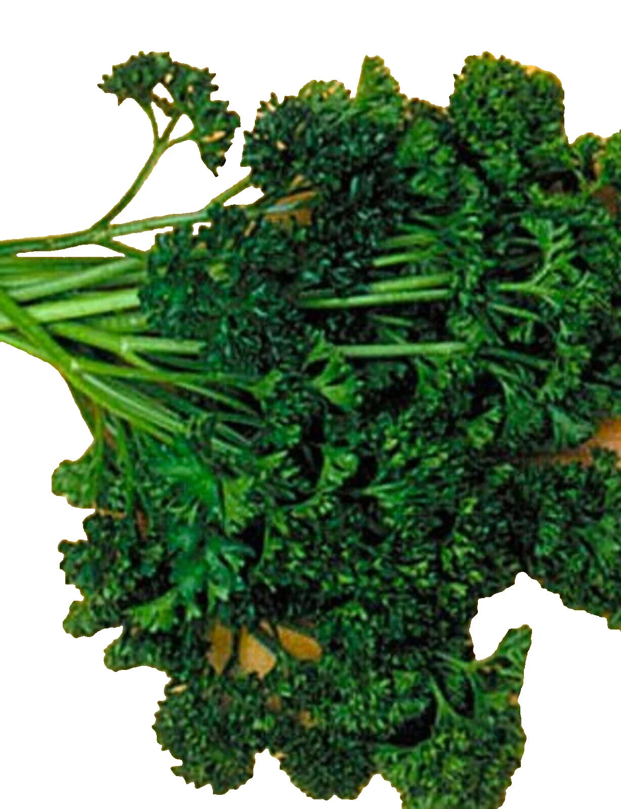Forest Green Parsley Seeds 300+ Non-GMO Culinary Herb Petroselinum crispum