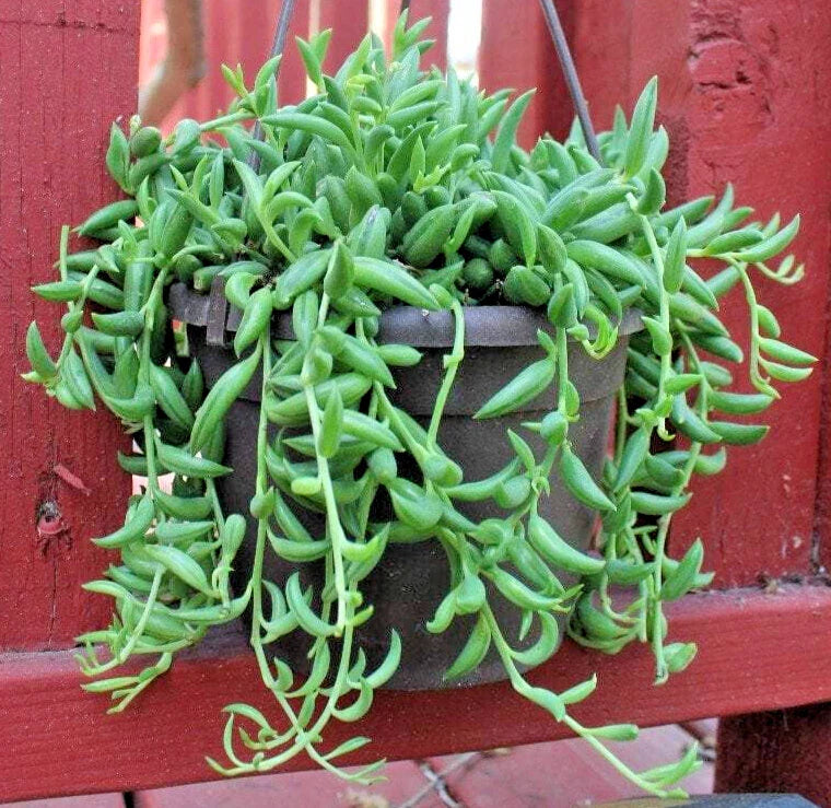String of Bananas Cuttings 5" Long - Senecio Radicans - Unrooted - Easy Care Succulent Plant for Indoor Gardening
