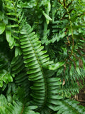 Christmas Fern Plants - 2 Bare Root - Polystichum acrostichoides - Free Shipping - Hardy Perennial Garden Ferns