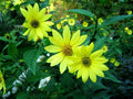 LEMON QUEEN SUNFLOWER Seeds - 80 Yellow Bloom Seeds - Helianthus annuus - USA Grown