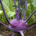 Purple Vienna Kohlrabi Seeds - Asian Chinese Vegetable - Brassica oleracea - Ideal for 2025 Planting in the USA