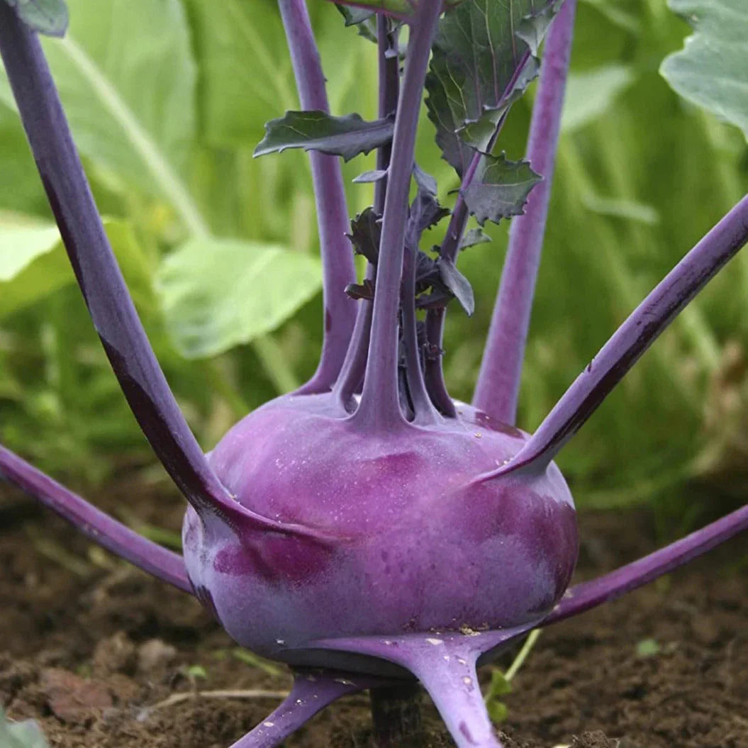 Purple Vienna Kohlrabi Seeds - Asian Chinese Vegetable - Brassica oleracea - Ideal for 2025 Planting in the USA