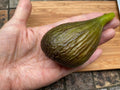 Fig Cuttings - Thick Violetta 2 - Cold Hardy - Propagation - Ficus carica - 2 Pack