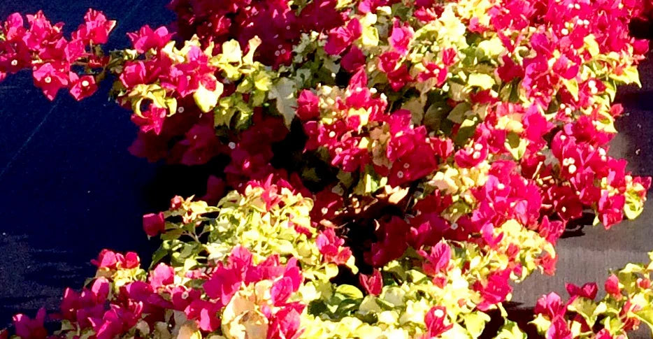 Bougainvillea Starter Plant - Sunstone Red Variety - Small Well Rooted - Very Rare (HTF)