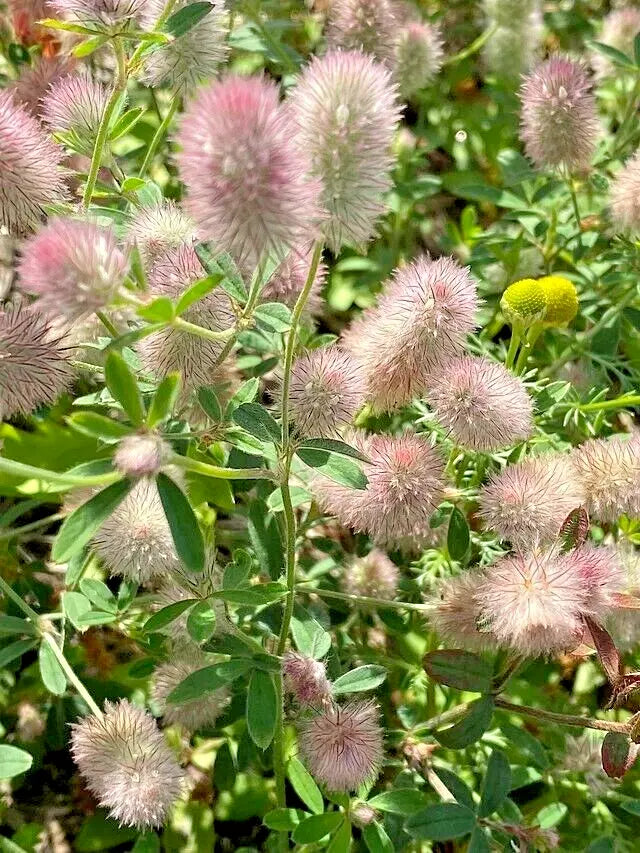 Rabbit's Foot Clover Seeds 200 Count, Fuzzy Bunnies, Easy to Grow, Trifolium Arvense