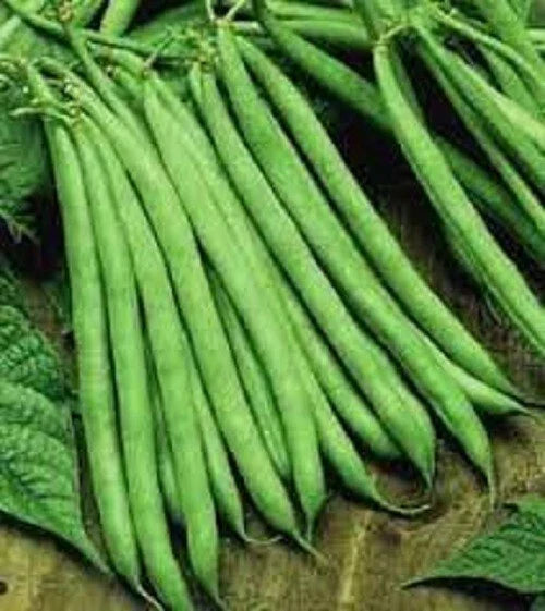 Premium Contender Stringless Green Bean Seeds - Non-GMO Fresh Seeds for Home Gardening - Ideal for Vegetable Gardens