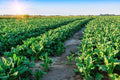 Sugar Beet Deer Food Plot Seeds - 500 Count - Whitetail Deer Attractant - Beta vulgaris