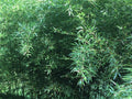 Live Bamboo Roots - Natural Privacy Fence Canopy Perennials - Phyllostachys spp.