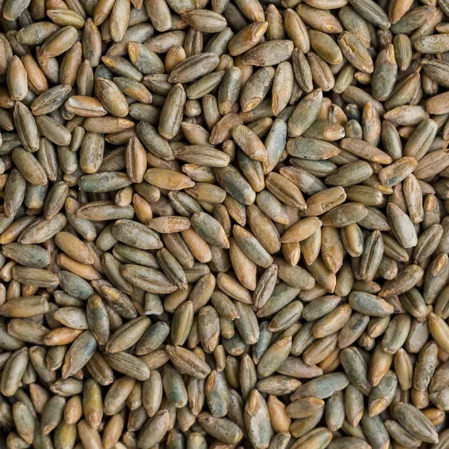 Rye Berries 25 lb Bag - High Fiber & Iron - CZ Grain Signature Variety - Whole Grains for Baking and Cooking