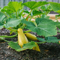 Prolific Straightneck Summer Squash Seeds - NON-GMO, Heirloom Variety, Organic Cucurbita pepo