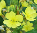 Evening Primrose Seeds 2000+ Biennial Yellow Flower Oenothera biennis Garden