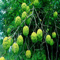 Osage Orange Tree Seeds - 20 Pack - Maclura Pomifera - Hardy Hedge Apple - Monkey Ball