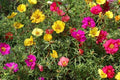 Moss Rose Seeds - 1000 Count - Colorful Annuals - Portulaca grandiflora