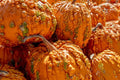 Goosebumps Pumpkin Seeds for Planting - 10 Seeds - Orange Warty Pumpkins - Cucurbita pepo