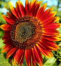 Red Sun Sunflower Seeds - 50+ Annual Flower Seeds - Helianthus annuus - Vibrant Red Blooms for Garden