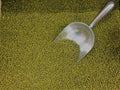 Mung Bean Seeds 250+ Sprouting Microgreens for Gardening - Edible Plant Seeds (Vigna radiata)